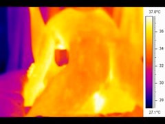 Sex in front of a thermal camera